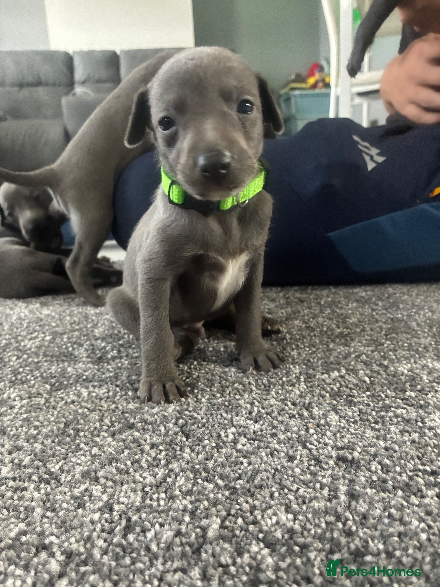 Whippet dogs Blue whippet puppies 💙❤️🏡 - Advert 2