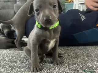 Whippet dogs Blue whippet puppies 💙❤️🏡 - Advert 2