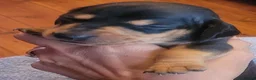 Miniature Dachshund dogs for sale: Miniature Dachshunds unusual colour ready 2nd Sept - Advert 18