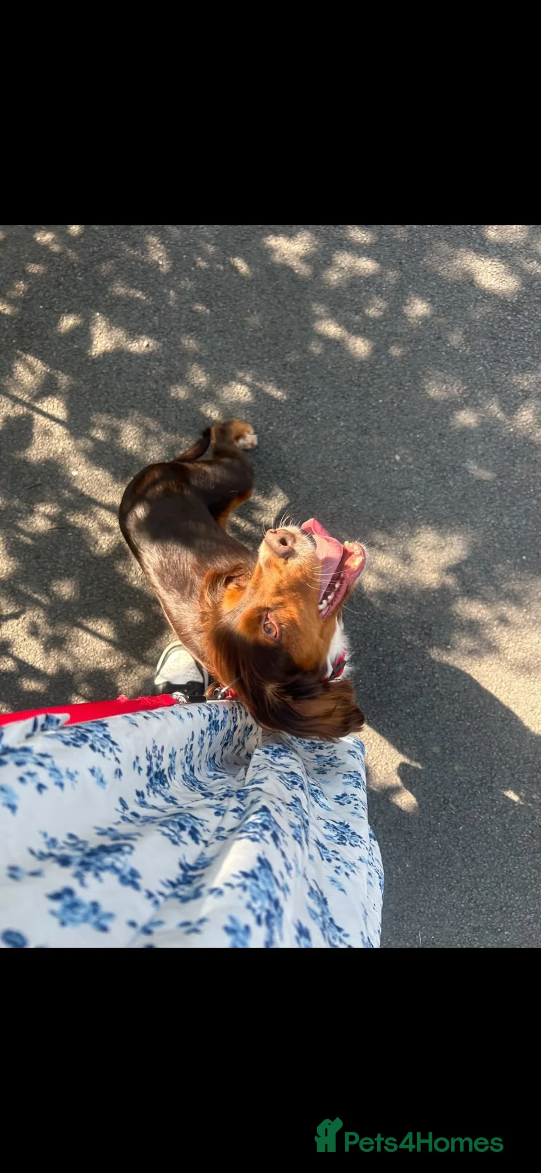 Mixed Breed dogs for sale: Tilly 3 Year Old Looking For New Home - Advert 2