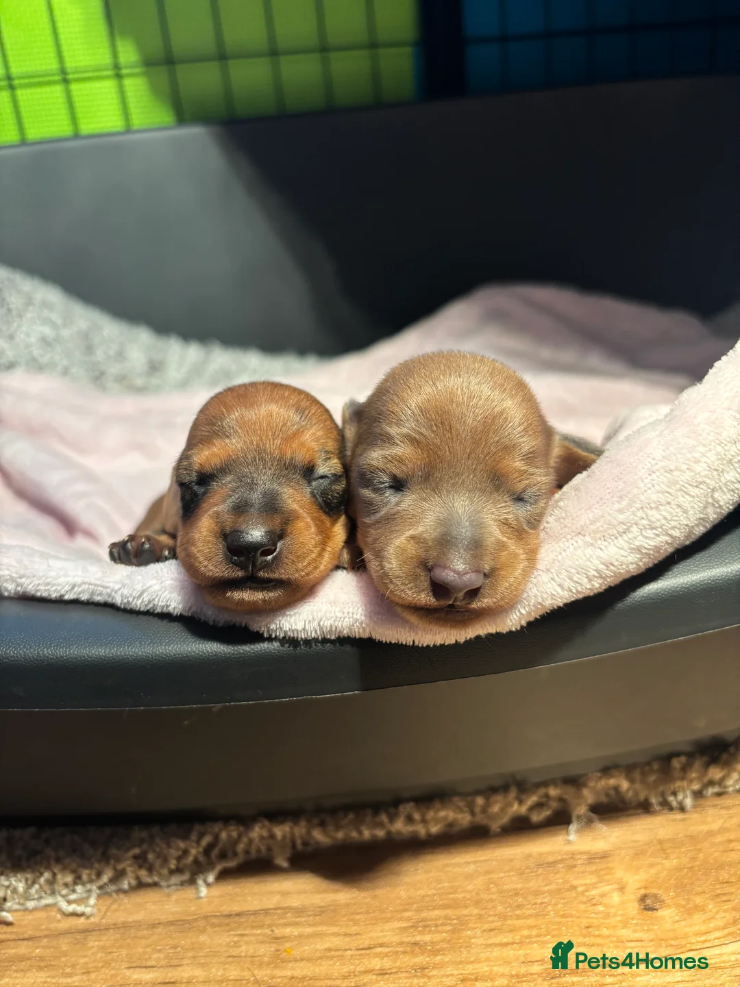 Miniature Dachshund dogs for sale: Miniature dachshund puppies  - Advert 9