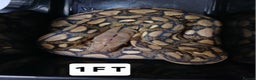 Python Snake reptiles for sale: Malayan Pythons Female - Advert 1