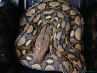 Python Snake reptiles Malayan Pythons Female - Advert 1