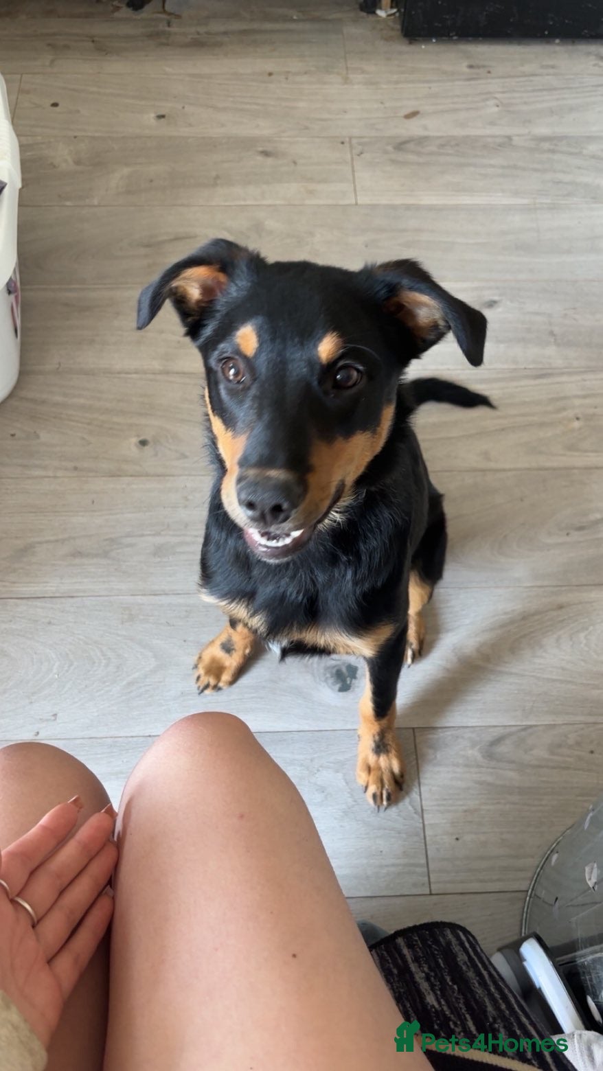 Huntaway dogs Huntaway Pup Male For Sale  - Advert 2