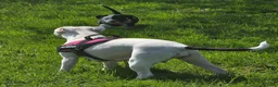 Staffordshire Bull Terrier dogs for sale: Luna  - Advert 9
