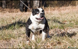 Alapaha Blue Blood Bulldog dogs for sale: IABBR. Health tested. Top lines.  - Advert 30