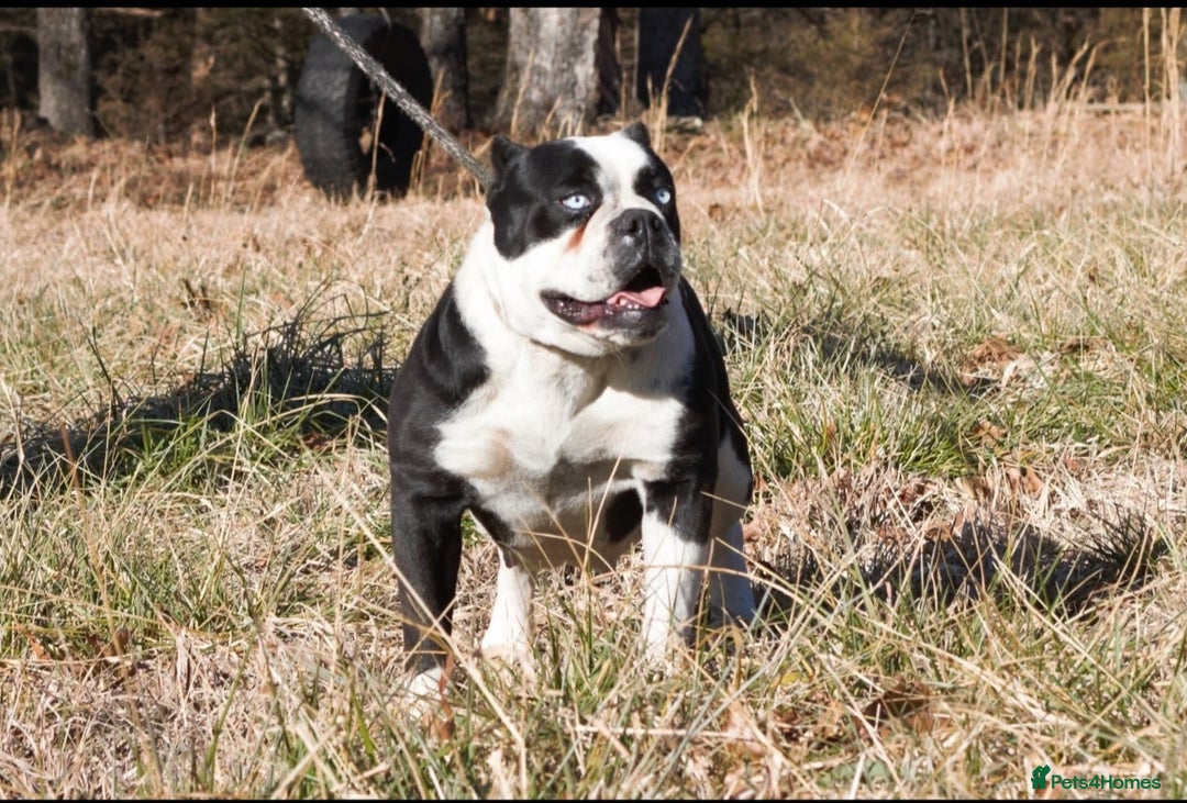 Alapaha Blue Blood Bulldog dogs for sale: IABBR. Health tested. Top lines.  - Advert 30