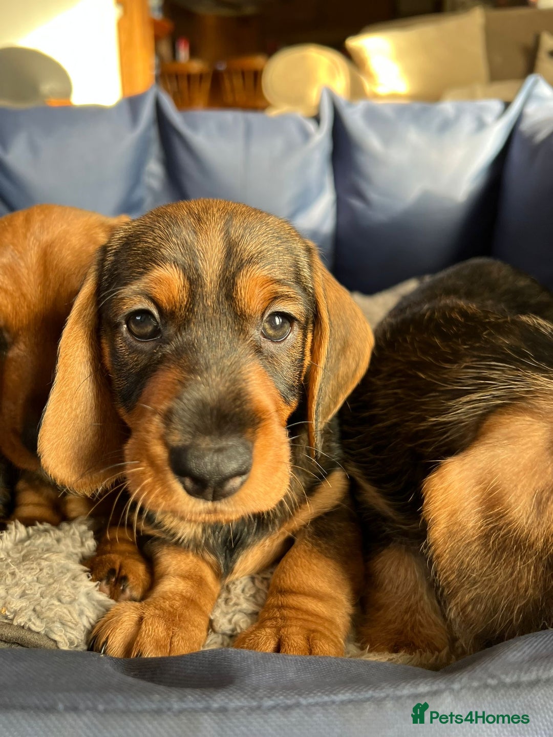 Dachshund dogs for sale: KC Standard Wirehaired Dachshund Puppies - Advert 9
