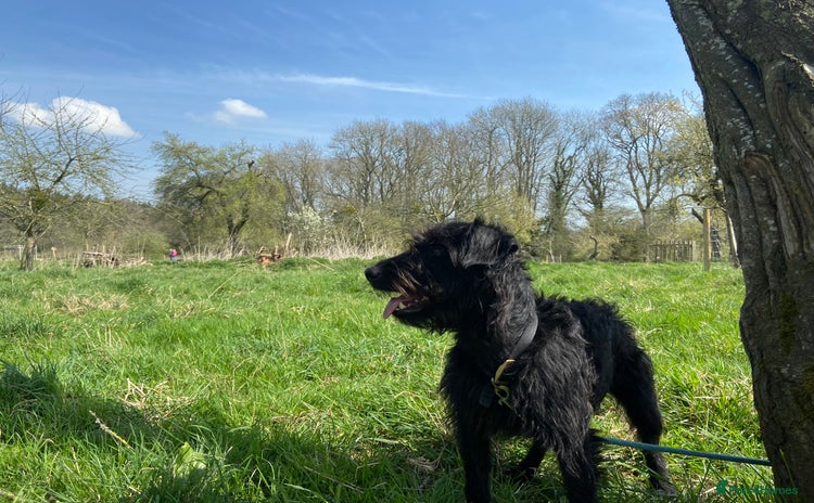 Patterdale Terrier dogs in Liverpool - Advert 6