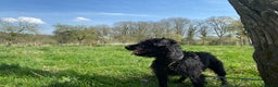 Patterdale Terrier dogs for stud: Patterdale/Black fell terrier for stud in Liverpool - Advert 2