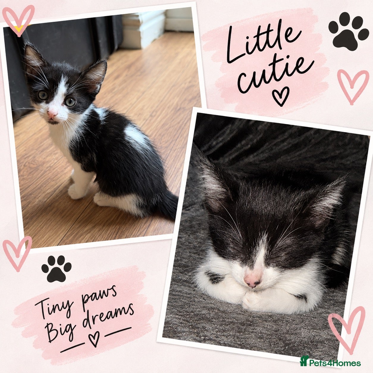 Mixed Breed cats Two beautiful kittens looking for forever home - Advert 1