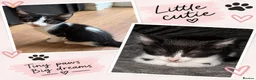 Mixed Breed cats for sale: Two beautiful kittens looking for forever home - Advert 1