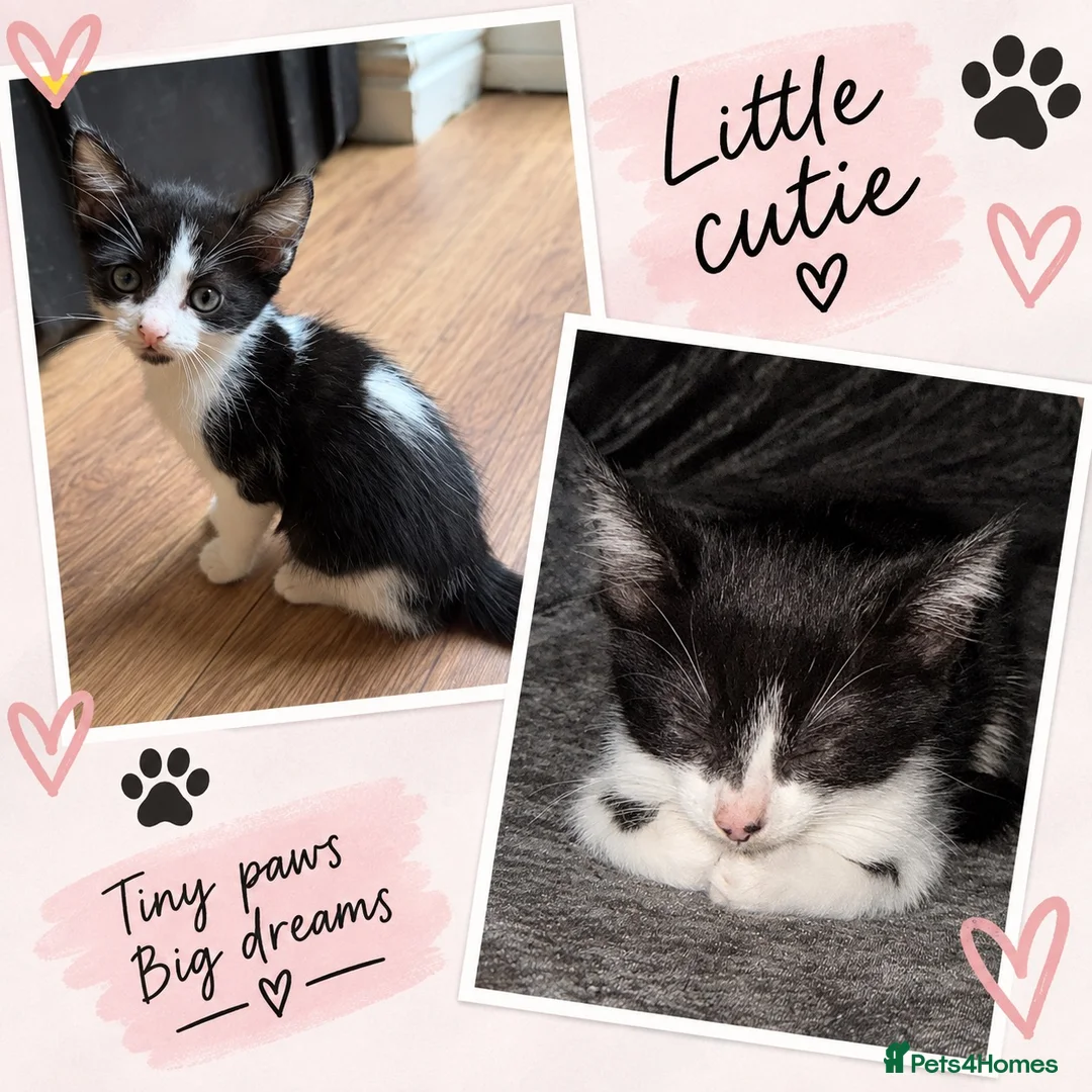 Mixed Breed cats for sale: Two beautiful kittens looking for forever home - Advert 1