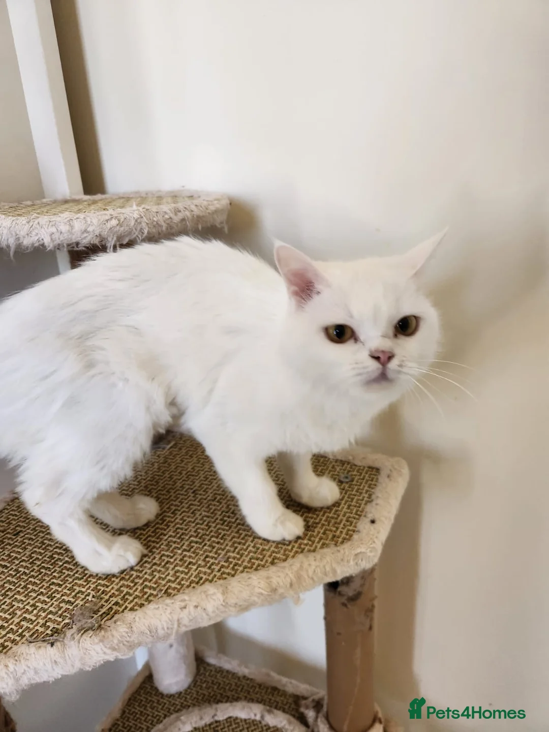 Domestic Shorthair cats for adoption: Marshmellow  - Advert 2
