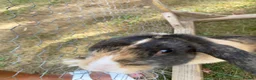 Mini Lop rabbits for sale: Three rabbits for sale - Advert 10