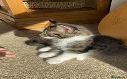 British Shorthair cats for sale: Beautiful tabby/Maine come kittens available  - Image 1