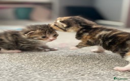 Mixed Breed cats for sale: Female kittens  - Image 7