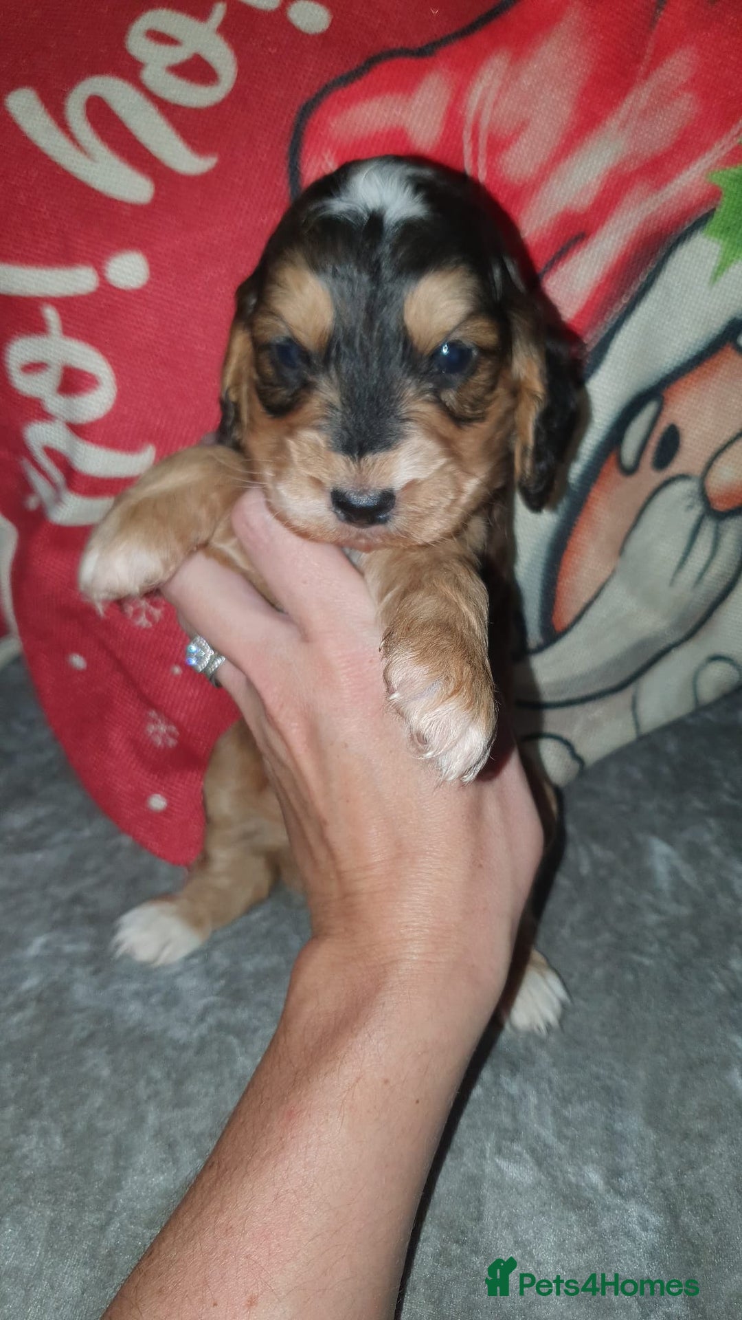 Cockapoo dogs for sale: Stunning cockapoo pups - Advert 3