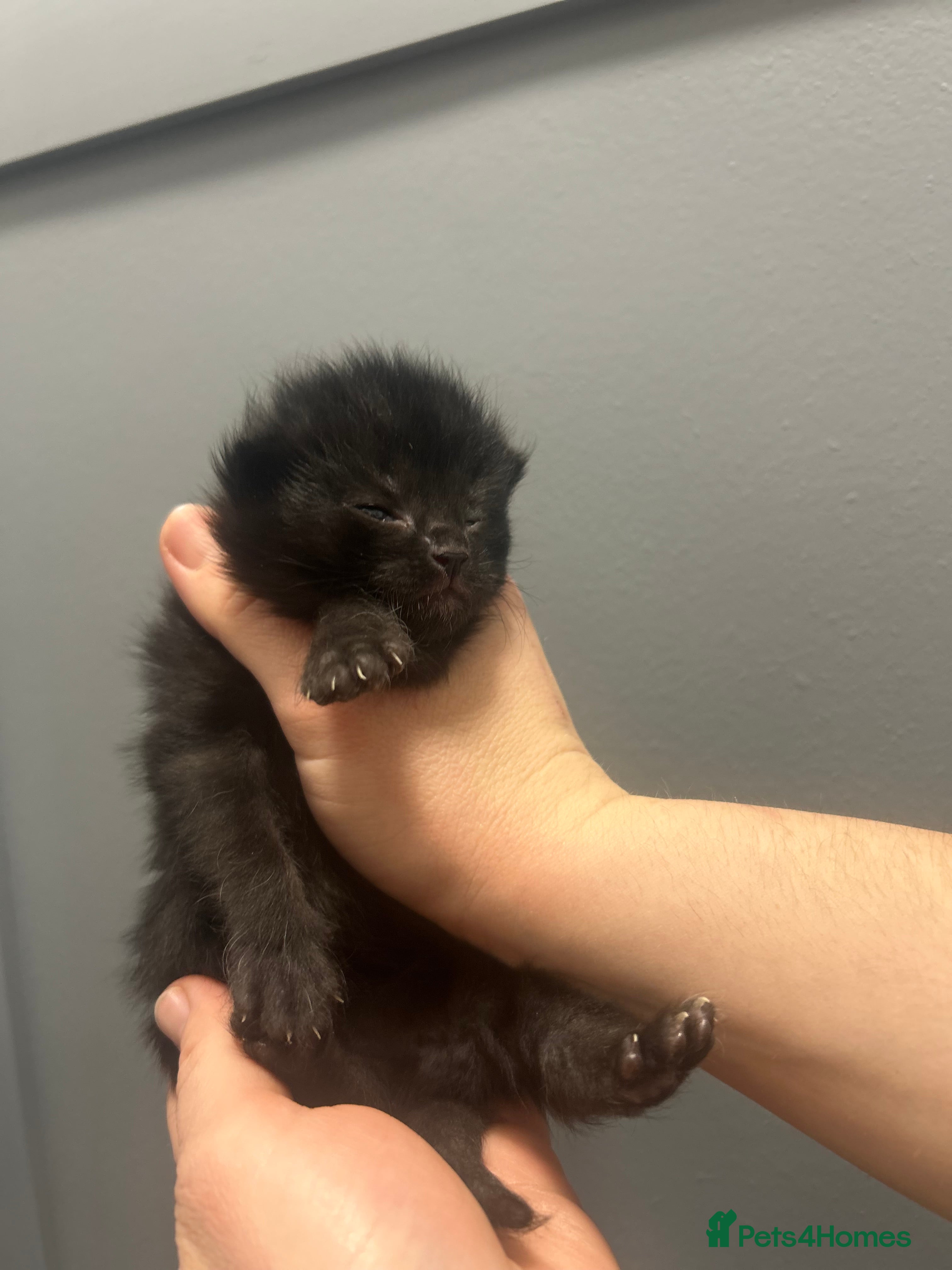 Mixed Breed cats Gorgeous kittens - Advert 3