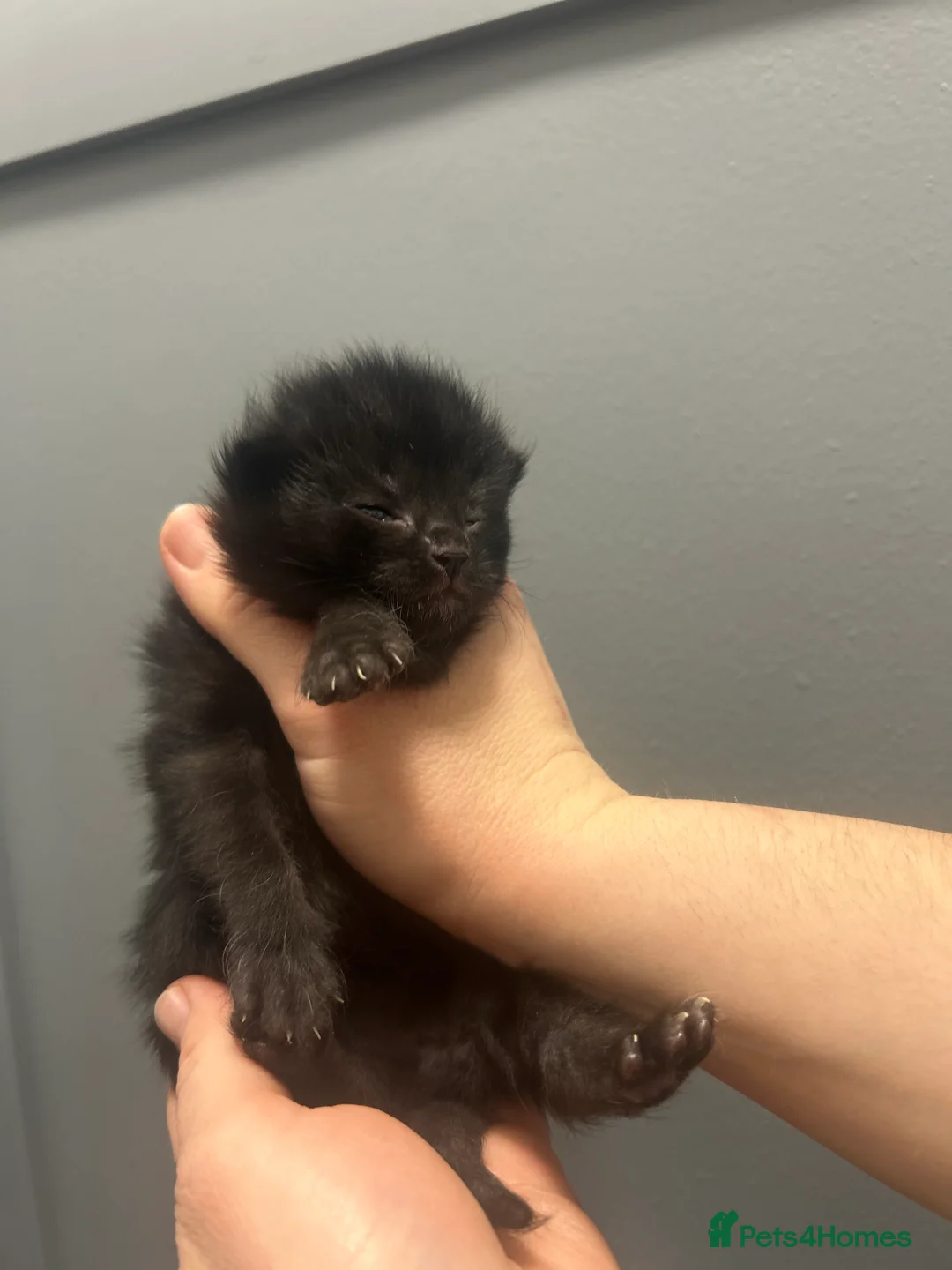 Mixed Breed cats for sale: Gorgeous kittens - Advert 1