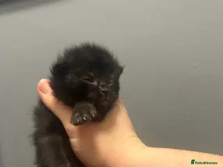 Mixed Breed cats Gorgeous kittens - Advert 3