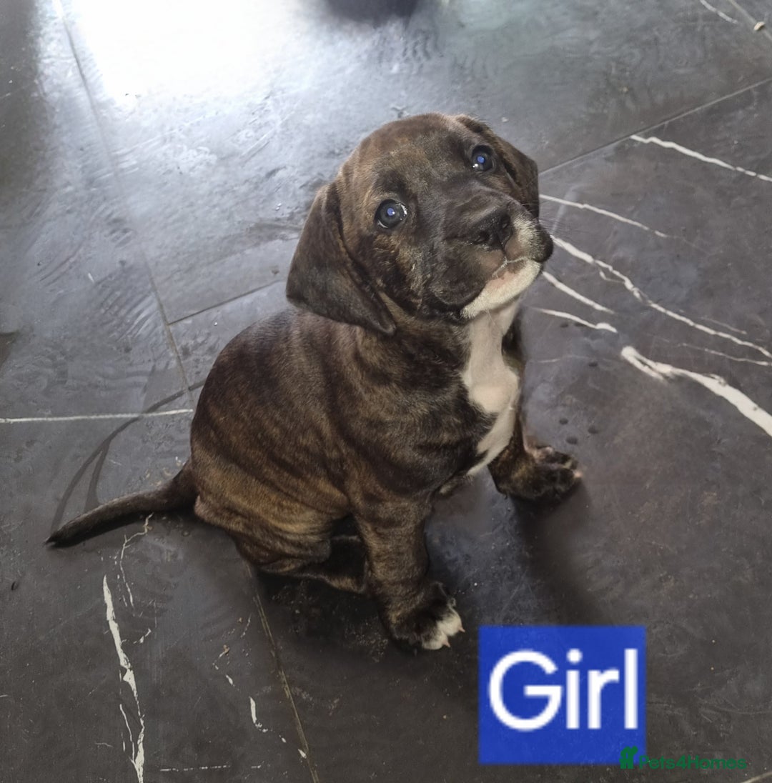 Mixed Breed dogs for sale: Mixer breed puppys  - Image 11