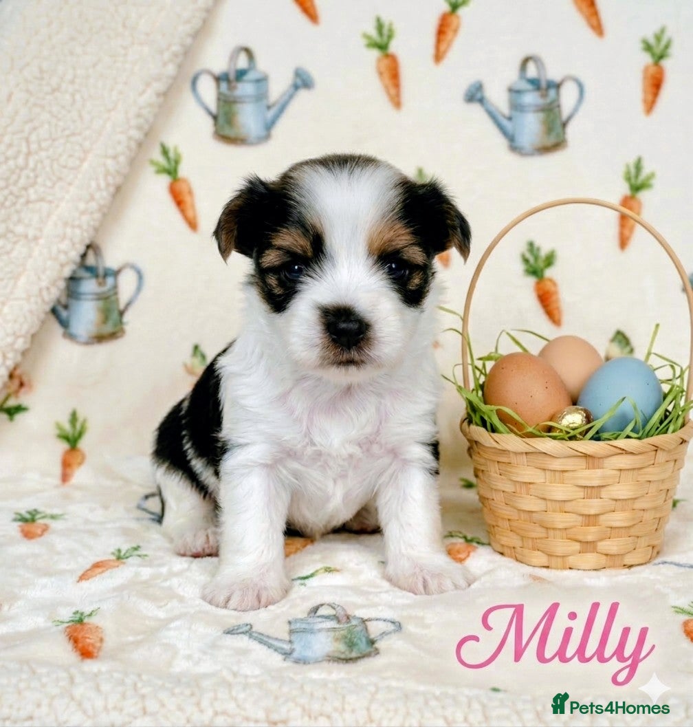 Yorkshire Terrier dogs Beautiful Biewer Terrier 🥰 - Advert 10