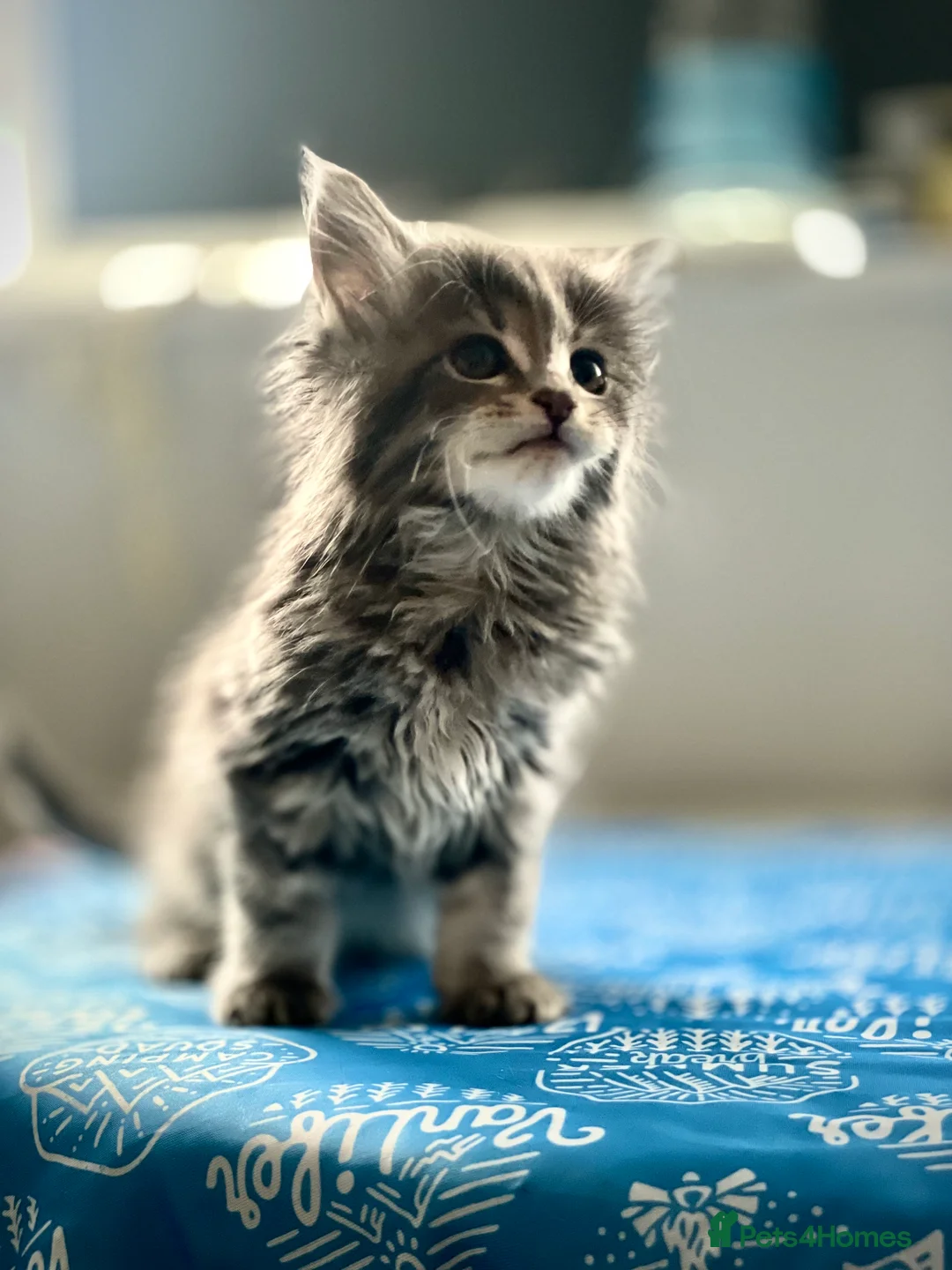 Maine Coon cats for sale: 4 Maine Coon kittens -friendly, cuddly, ready may - Advert 1
