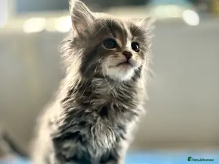 Maine Coon cats Maine coon kittens - Advert 2