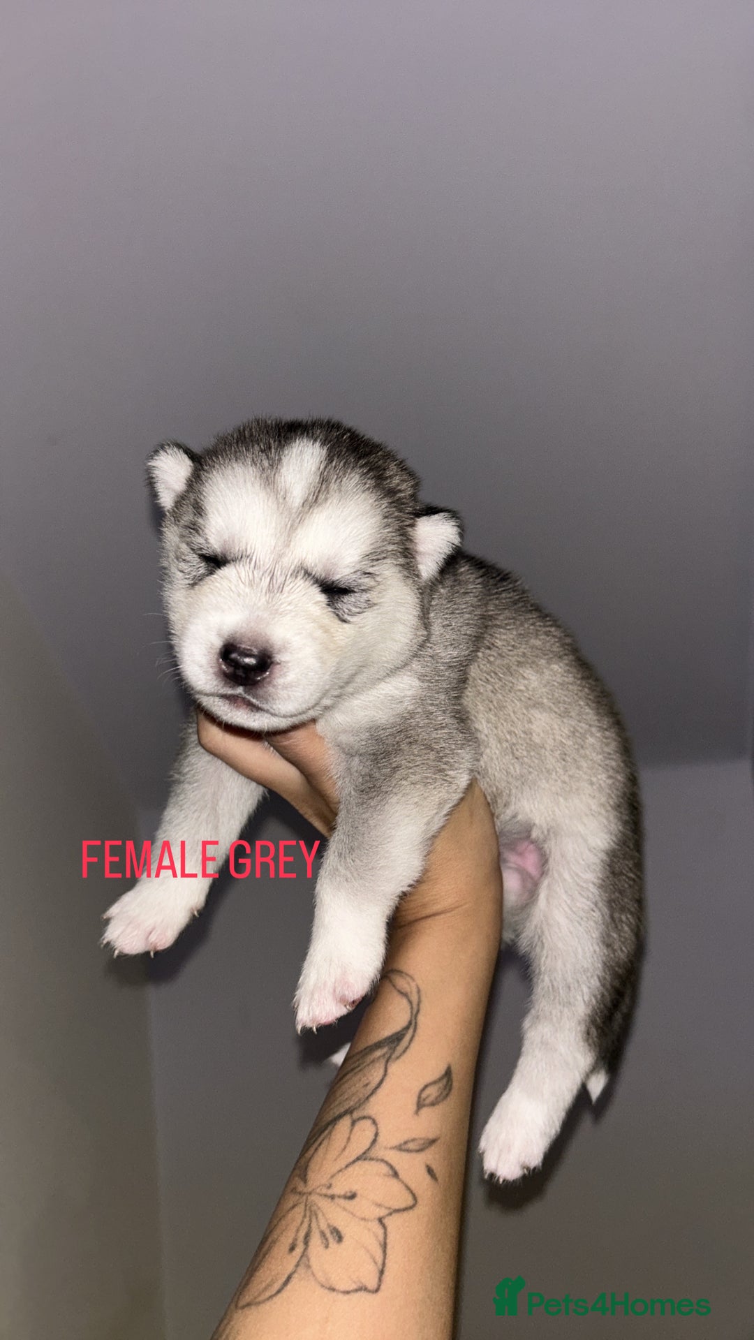 Siberian Husky dogs for sale: STUNNING PURE SIBERIAN HUSKY PUPPIES  - Advert 4