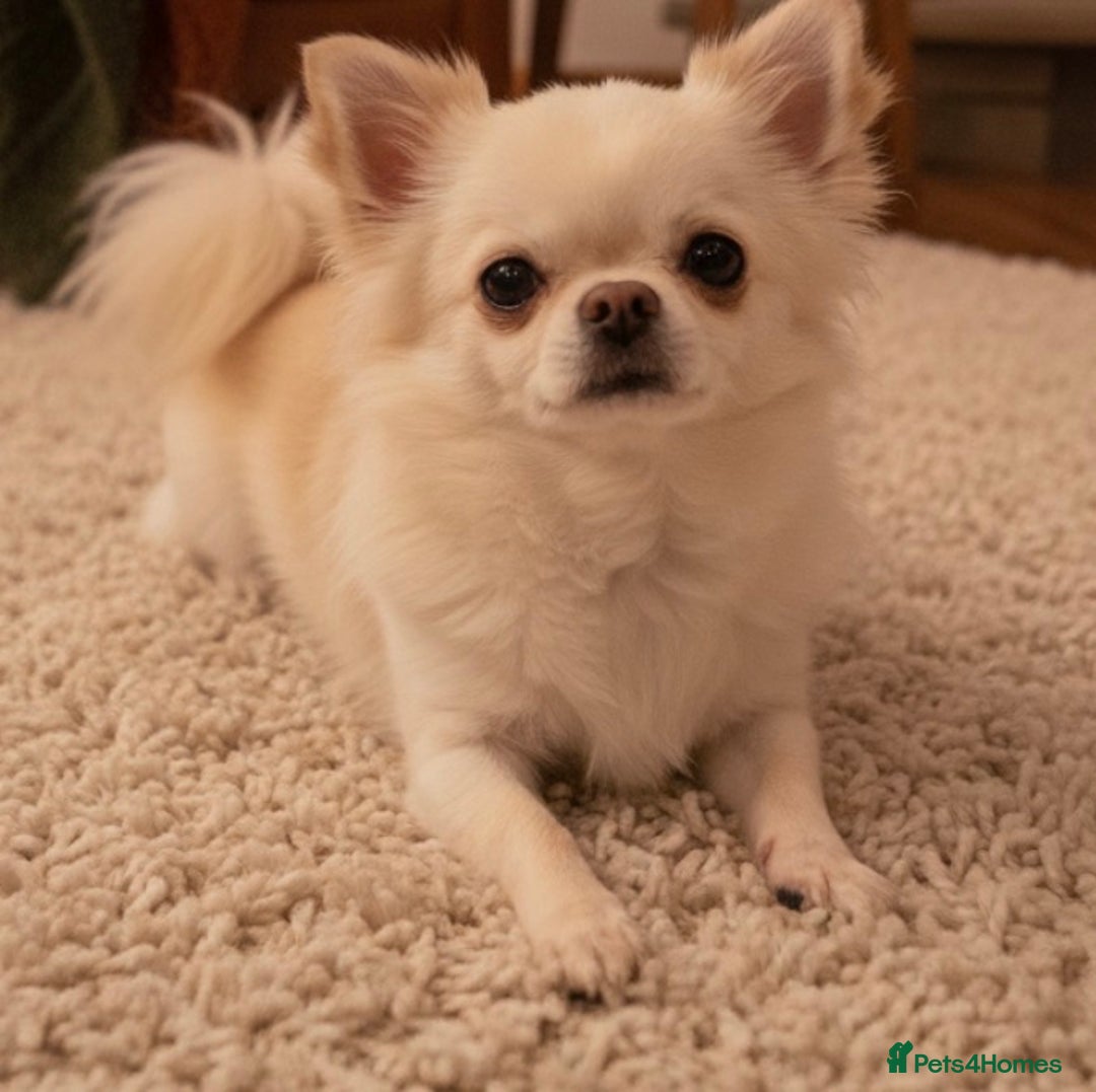 Chihuahua dogs for sale: True quality long coat  - Advert 2