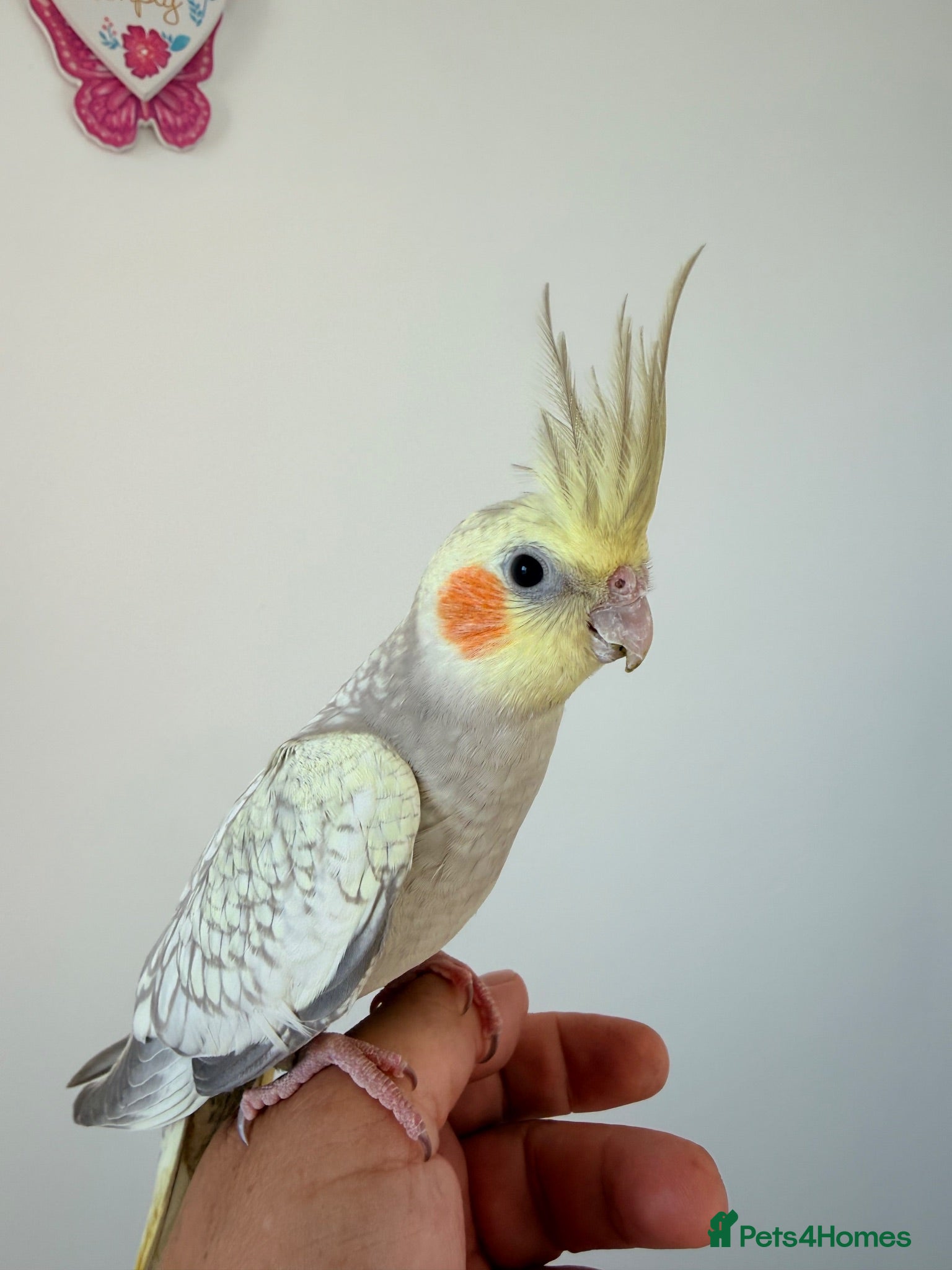 Cockatiels birds BEAUTIFUL BABY COCKATIELS NEW CAGES AVAILABLE  - Advert 10