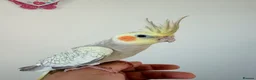 Cockatiels birds for sale: BEAUTIFUL BABY COCKATIELS NEW CAGES AVAILABLE  - Advert 10