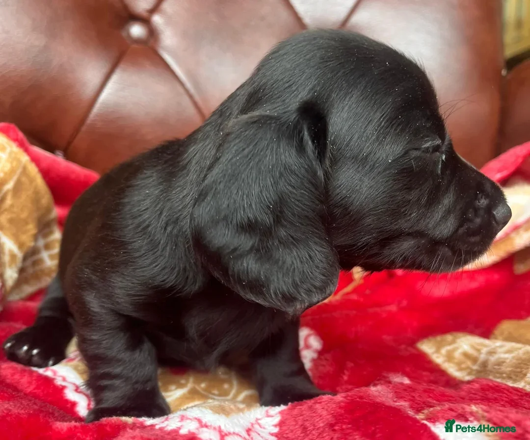 Miniature Dachshund dogs for sale: LH/SH MINI DAXIS RAINBOW COLOURS PRA KC REG - Image 13