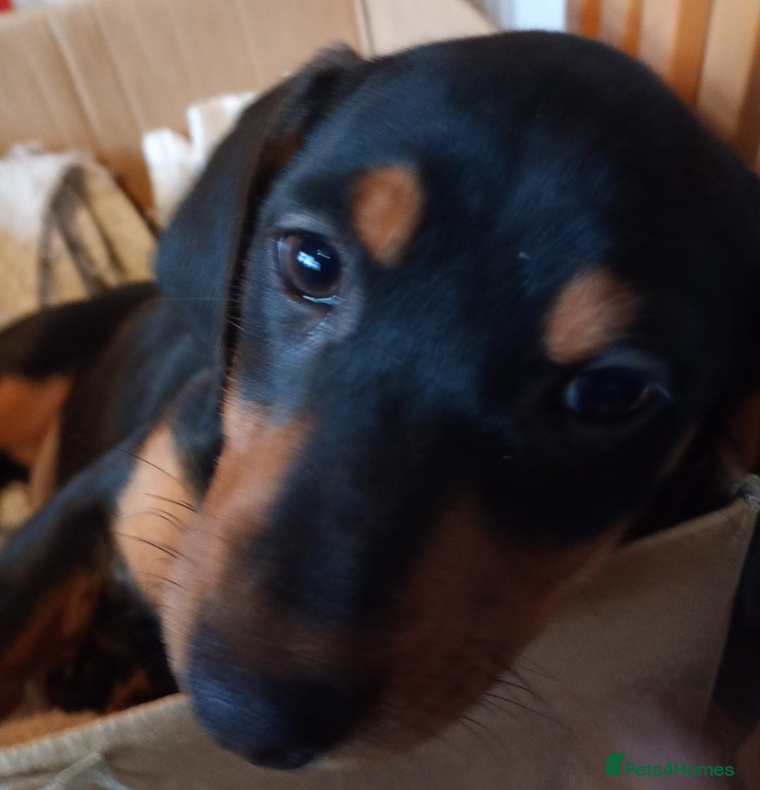 Dachshund dogs for sale: 5 long hair and short hair dachshunds for sale  - Advert 6