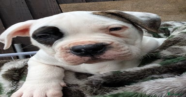 American Bulldog dogs - Advert 7