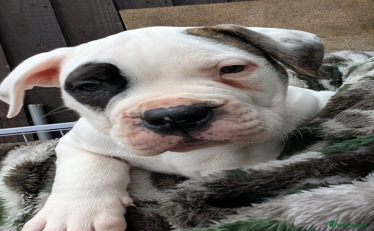 American Bulldog dogs - Advert 3