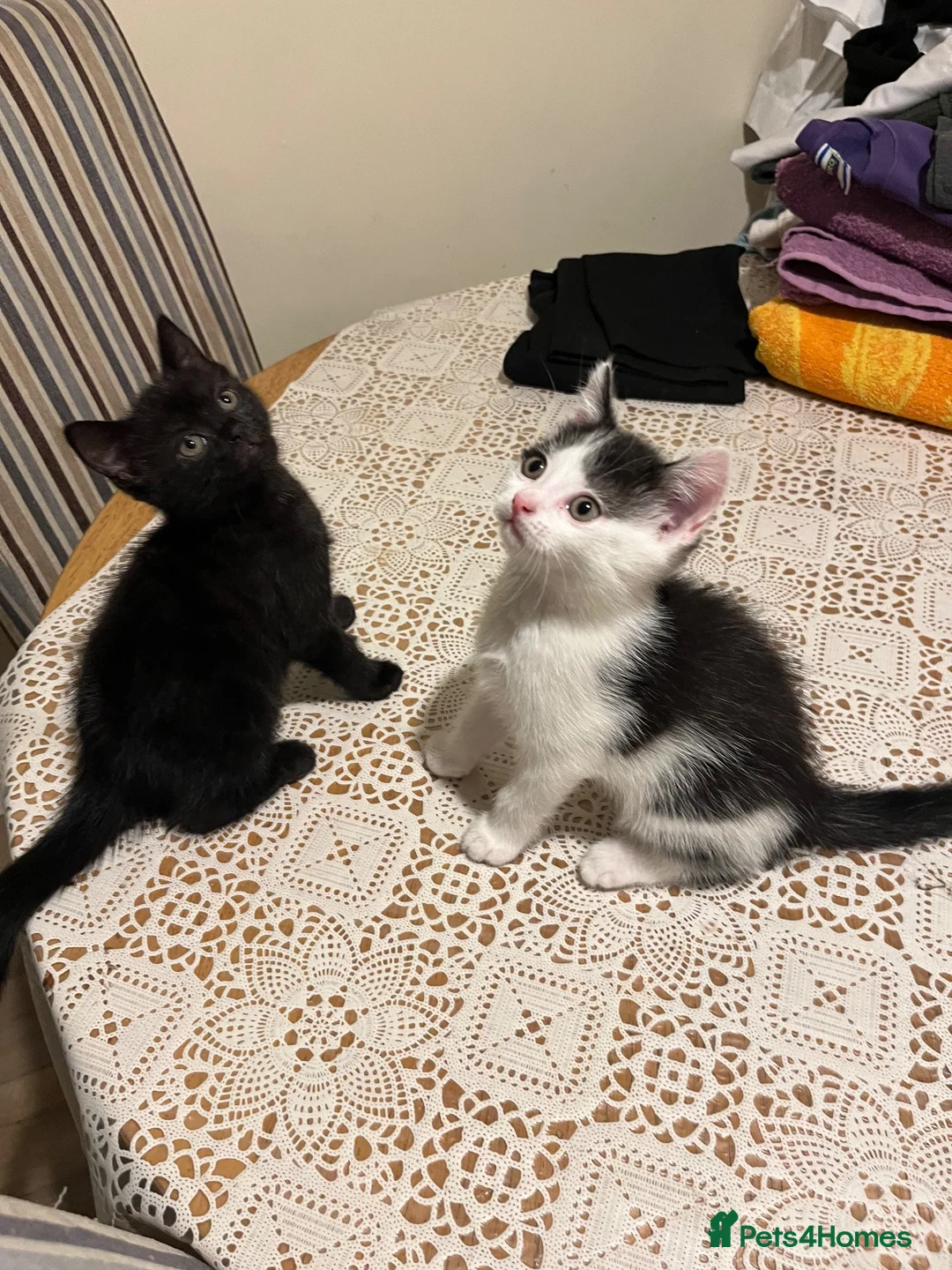 British Shorthair cats for sale:  **   in Batley - Advert 2
