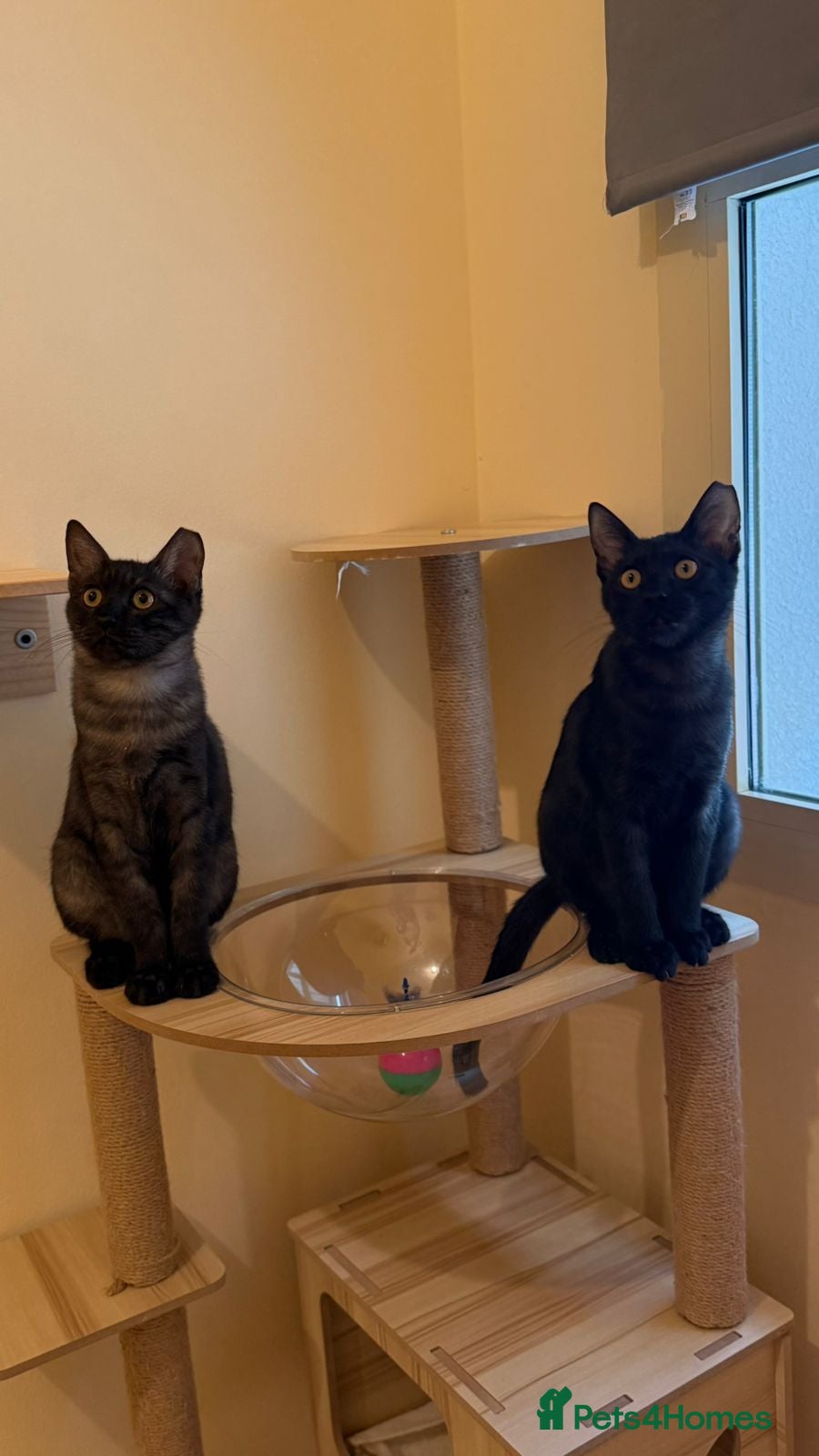 Mixed Breed cats [Indoors Only] Lovely & Playful Brothers - Advert 17