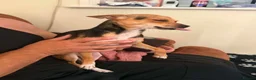 Jack Chi dogs for sale: Daisy - Advert 2