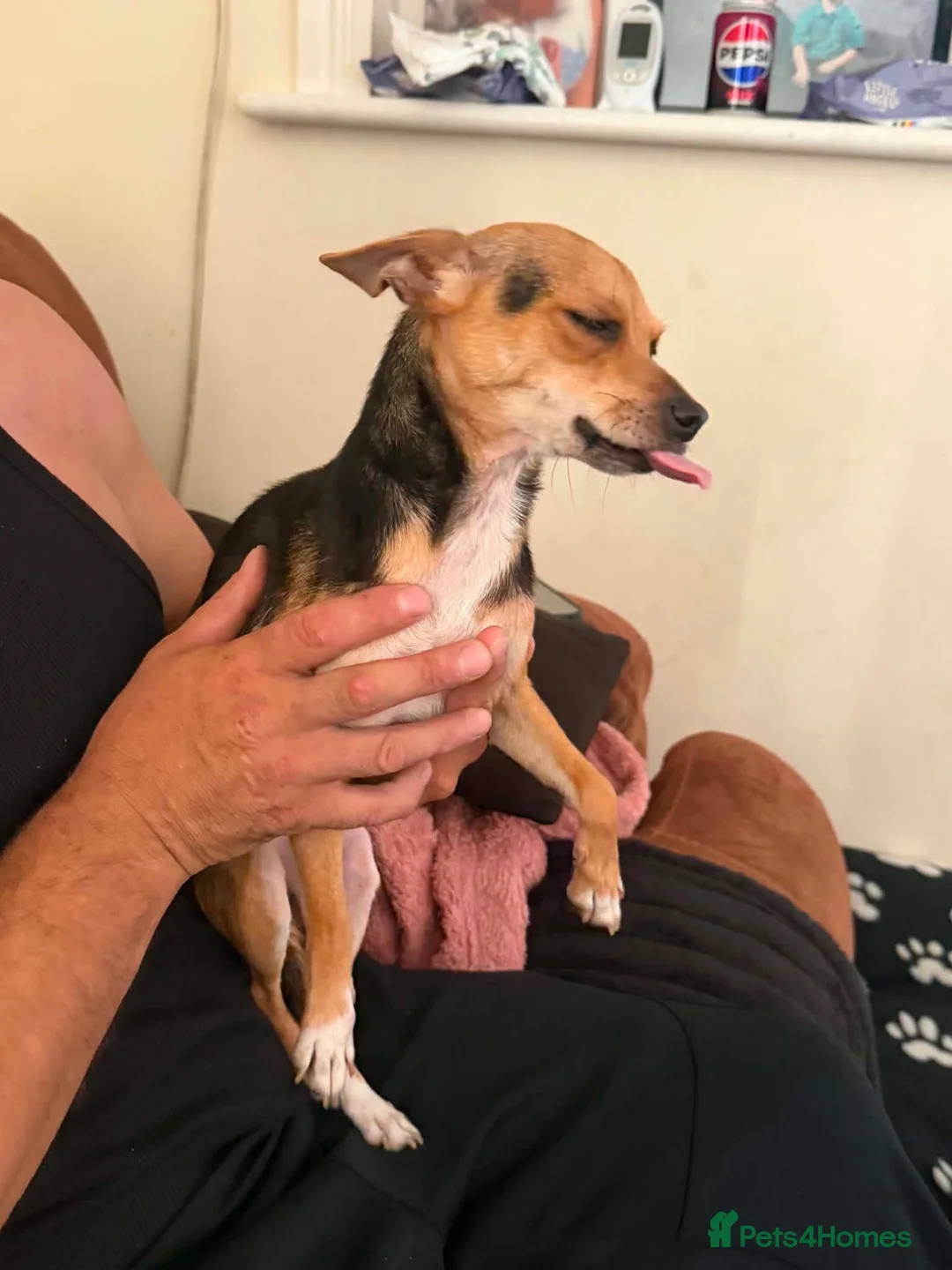 Jack Chi dogs for sale: Daisy - Advert 2