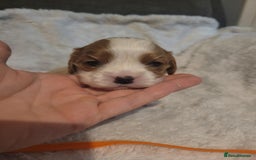 Cavalier King Charles Spaniel dogs for sale: Cavalier king charles pups - Image 17