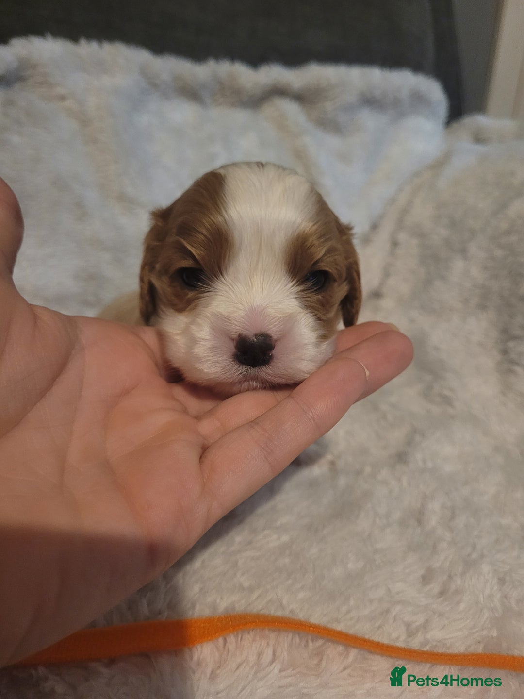 Cavalier King Charles Spaniel dogs for sale: Cavalier king charles pups - Image 17