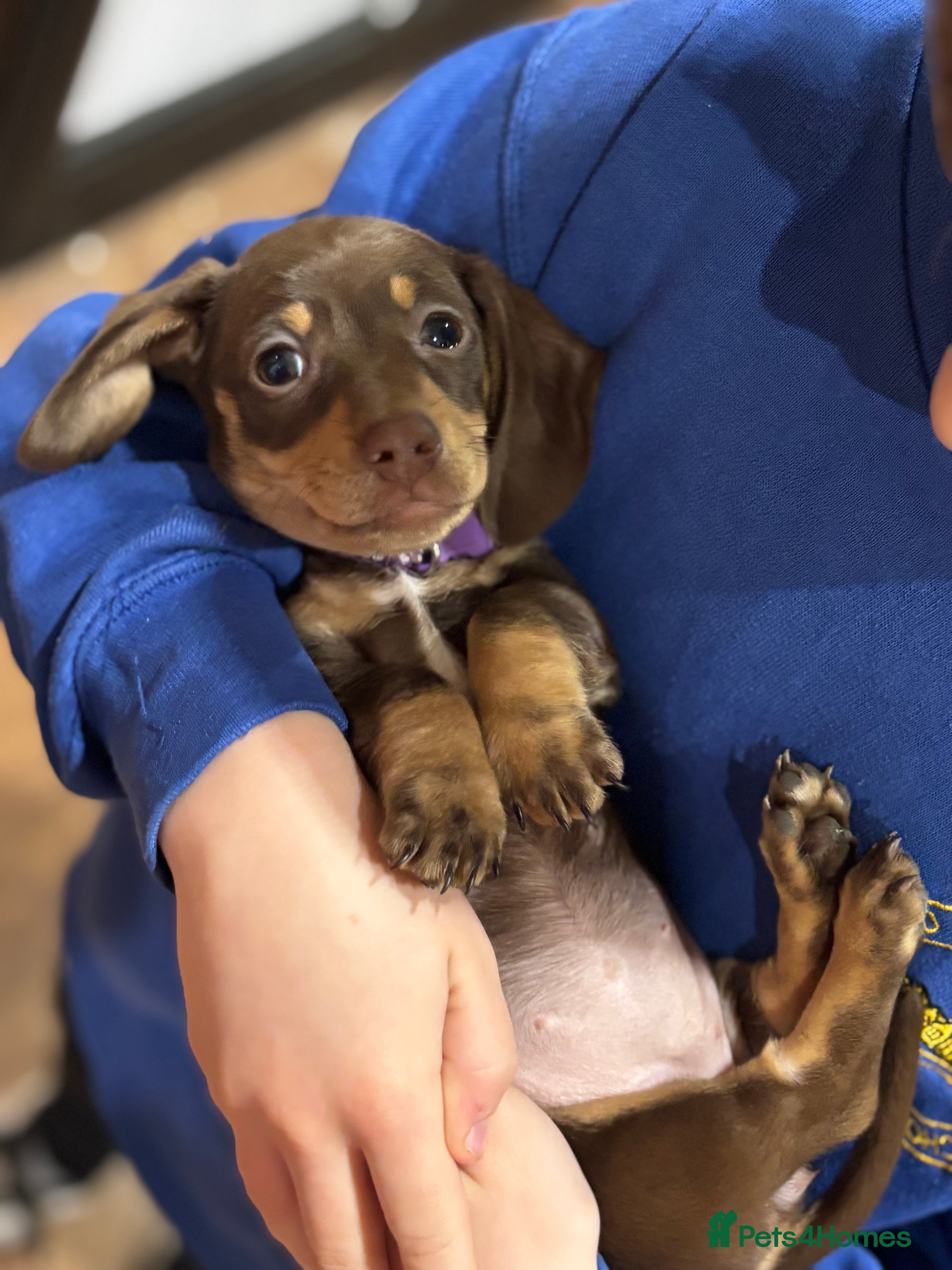 Miniature Dachshund dogs REDUCED Mini dachshund puppies - Advert 18