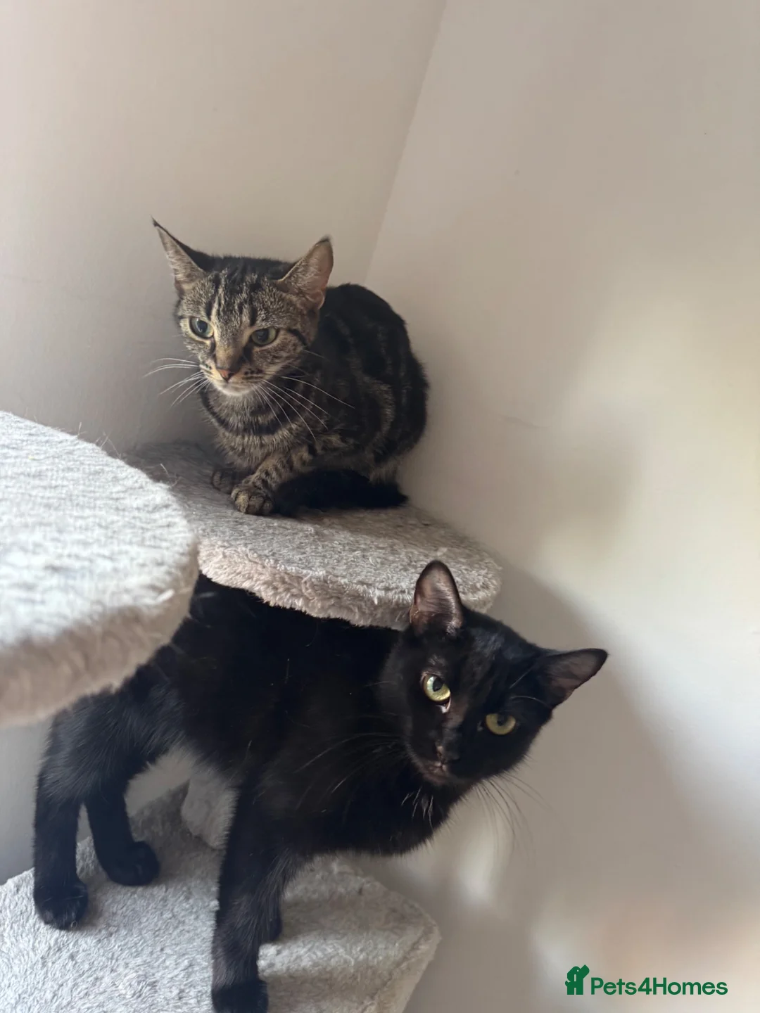 Mixed Breed cats for sale: 2 Beautiful Cats Looking for Their Forever Home 🐾 in Sandy - Advert 2