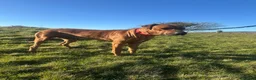 Rhodesian Ridgeback dogs for stud: Maui  in Neath - Advert 6