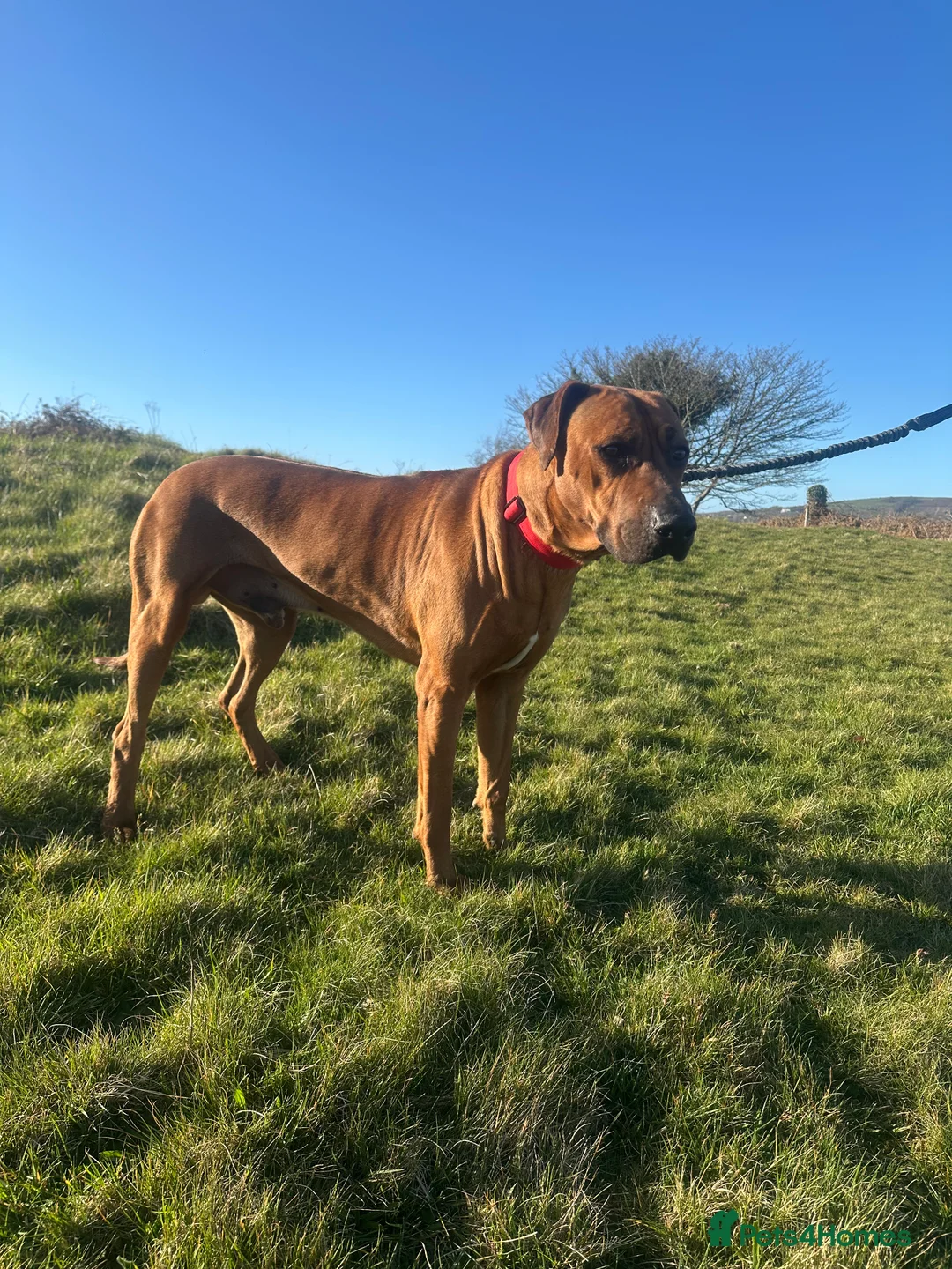 Rhodesian Ridgeback dogs for stud: Maui  in Neath - Advert 6
