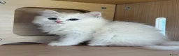 British Longhair cats for sale:  Longhair Silver Point & Golden Point Kittens - Advert 6