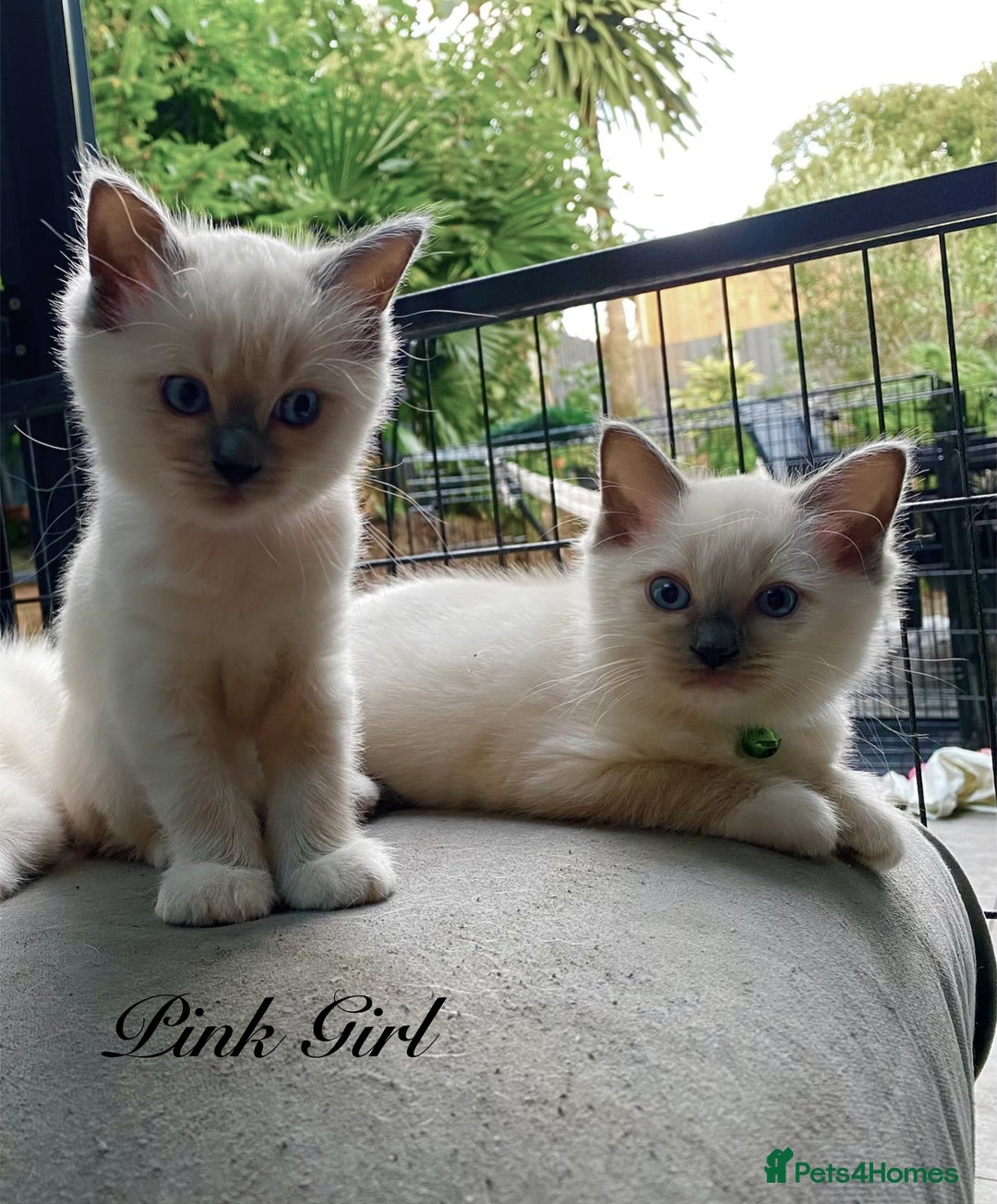 Ragdoll cats for sale: Outstanding TICA reg Kittens – Champion Bloodlines - Image 5