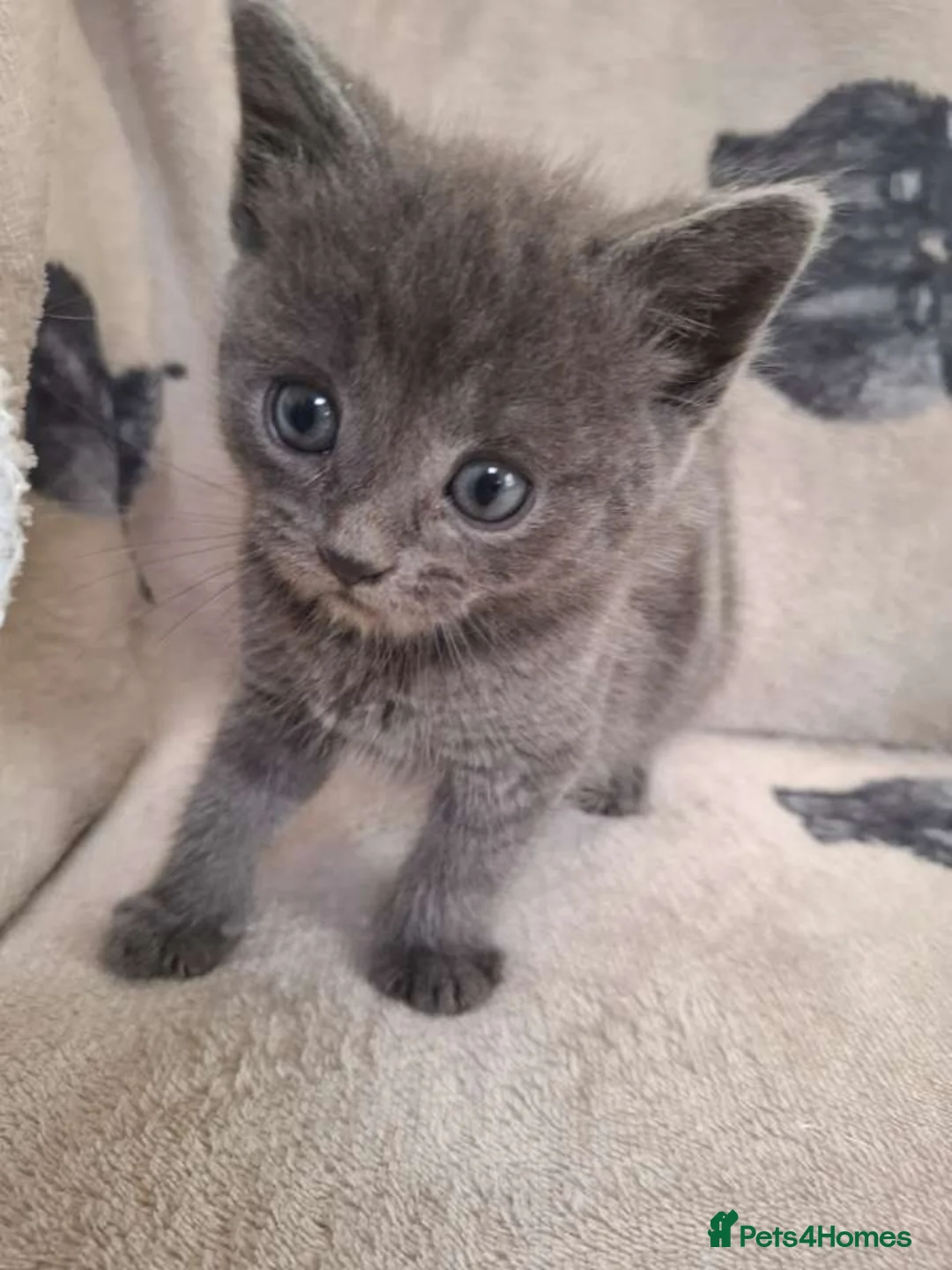 Mixed Breed cats for sale: 6 kittens and mother looking for forever homes ✨️ - Advert 9